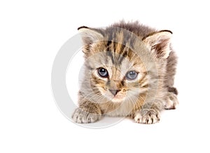 Cat at rest on white background