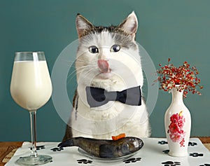 Cat in restaurant with milk and raw fish