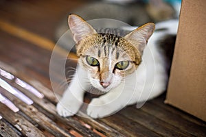 Cat resting on bamboo surface
