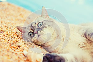 Cat resting on the beach