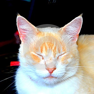 White cat resting in the room