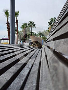 A cat is resting on the bench at Oroklini Beach in Larnaca district of Cyprus Island