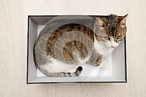 Cat resting in a box