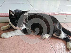 A cat resting due to sleepiness photo
