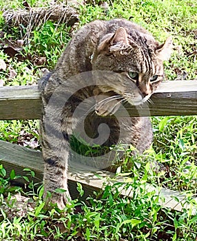 Cat Resting on a Fence