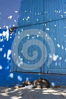 Cat resting in front of a door, in the street, all blue painted, in the medina of Chefchaouen, Morocco