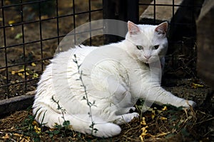 The cat is resting in the garden