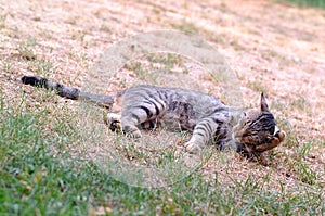 Cat resting on grass
