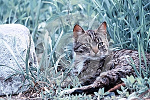 Cat resting in the grass worriedly raised her head