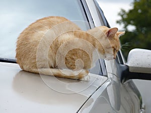 Cat resting on a grey car bonnet