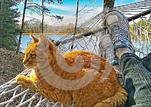 Cat Resting in a Hammock