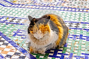 Cat resting on a mosaic floor