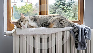 Cat Resting Peacefully on Radiator.