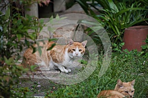 A cat resting on the rock.