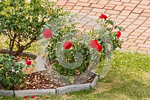 A cat is resting in a rose garden