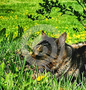 Cat resting in shade