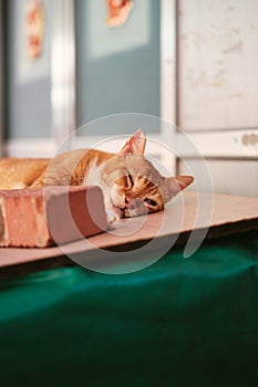 Cat resting and sleeping outside