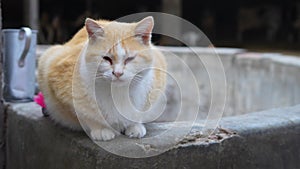 cat resting in a stable barn with wind moving its fur hair, cat with rheum sleep, cataracts laganas or eye illness, cute yellow