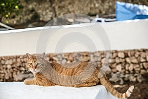 Cat resting in the sun