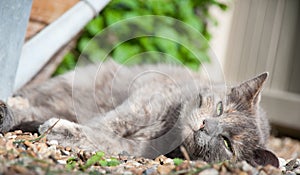 Cat resting in the sun