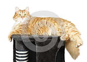 Cat resting on the top of the cat scratcher photo