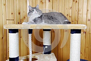 Cat resting on the top of a huge cat-house