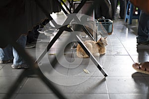 Cat resting under the table at a busy fresh market