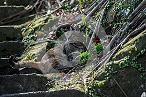 A cat resting under a tree