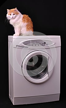 Cat resting on a washing machine