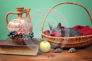 Cat resting in a wicker basket