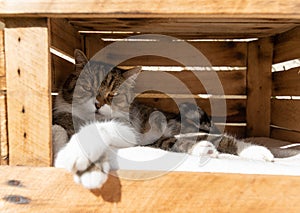 Cat resting in wooden fruit crate