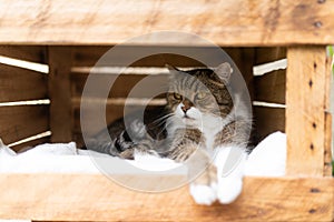 Cat resting in wooden fruit crate