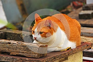 Gato está descansando sobre el de madera superficie 