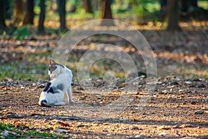 Cat rests under a shade in a park.