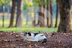 Cat rests under a shade in a park.