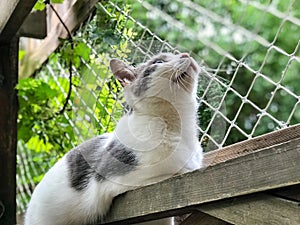 A cat rests on a wooden fence and looks up at the sky