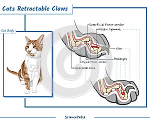 Cat retractable claws vector illustration photo