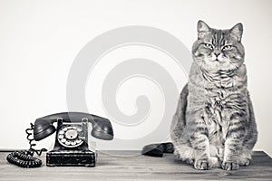 Cat and retro telephone