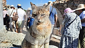 Cat in rhe ruins of Efes photo