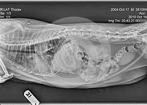 Cat Right Lateral Thorax X-ray