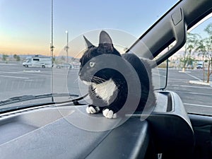 Cat on a Road Trip