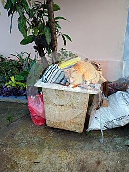 A cat on the trash bin photo