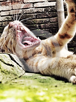 Cat roaring when sleepy