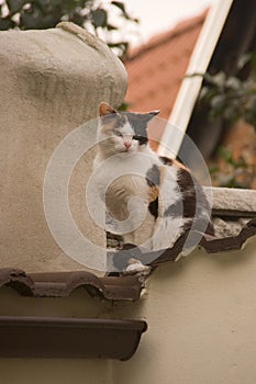 Cat on roof