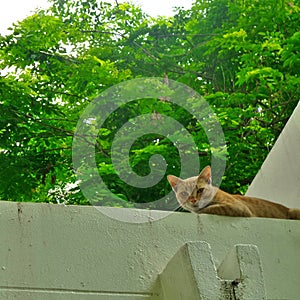 Cat on the roof
