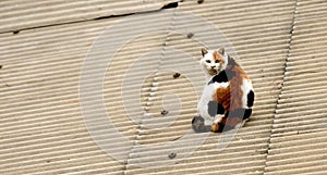 Cat on the roof in the evening