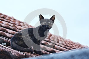 Cat on the roof