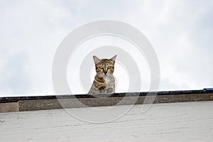 Cat on the roof with the sky background