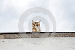 Cat on the roof with the sky background