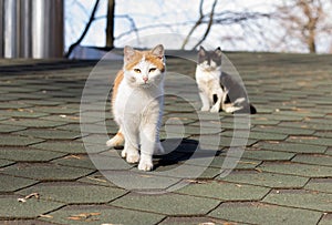 Cat roof spring red black blue sky